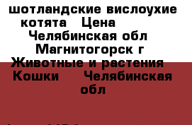 шотландские вислоухие котята › Цена ­ 3 000 - Челябинская обл., Магнитогорск г. Животные и растения » Кошки   . Челябинская обл.